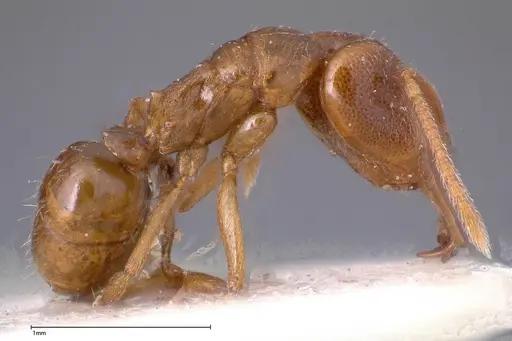 Anochetus subcoecus - FOCOL0345