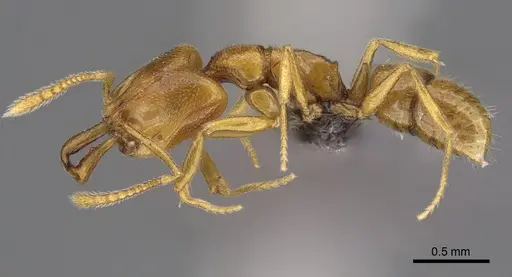 Anochetus talpa specimen