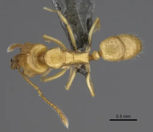 Anochetus talpa - CASENT0815182