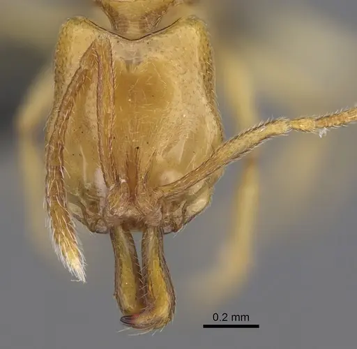 Anochetus talpa - CASENT0815182