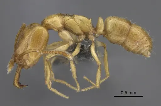 Anochetus talpa - CASENT0815182