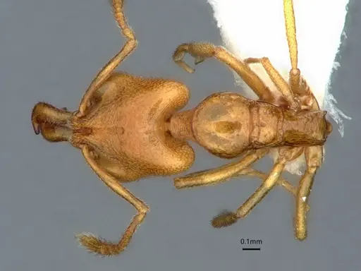 Anochetus talpa - CASENT0842143