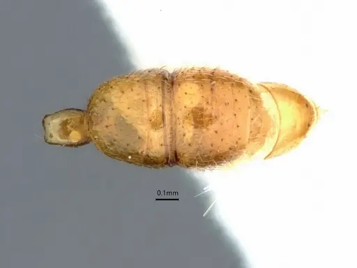 Anochetus talpa - CASENT0842143