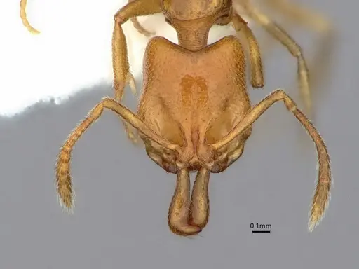 Anochetus talpa - CASENT0842143