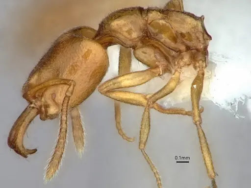 Anochetus talpa - CASENT0842143