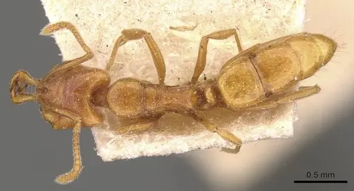 Anochetus talpa - CASENT0907414