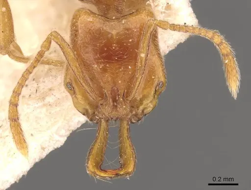 Anochetus talpa - CASENT0907414