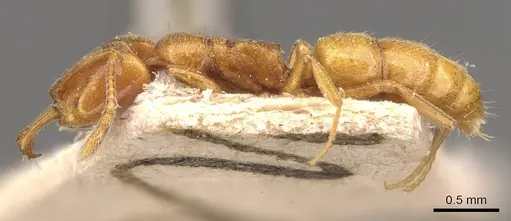 Anochetus talpa - CASENT0907414