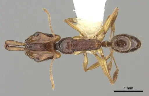 Anochetus targionii specimen