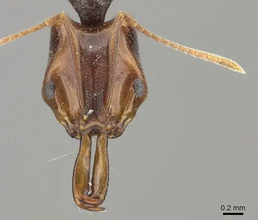 Anochetus targionii specimen