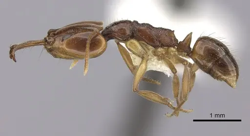 Anochetus targionii specimen