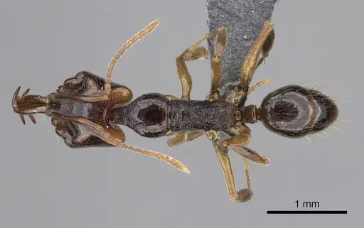 Anochetus targionii - CASENT0372252