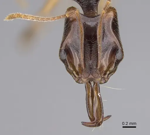 Anochetus targionii - CASENT0372252