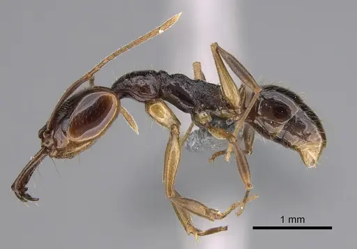 Anochetus targionii - CASENT0372252