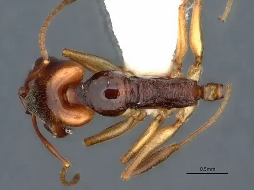 Anochetus targionii - CASENT0882096