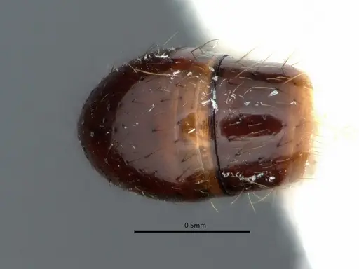 Anochetus targionii - CASENT0882096