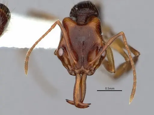 Anochetus targionii - CASENT0882096