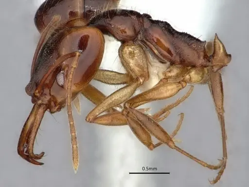 Anochetus targionii - CASENT0882096