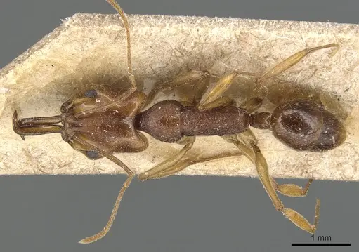 Anochetus targionii - CASENT0903985