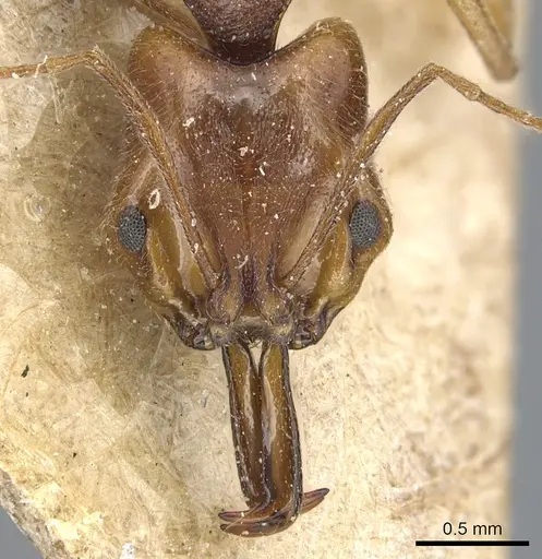 Anochetus targionii - CASENT0903985