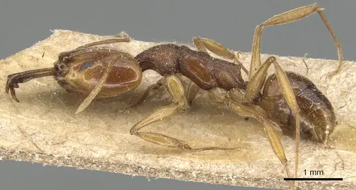 Anochetus targionii - CASENT0903985