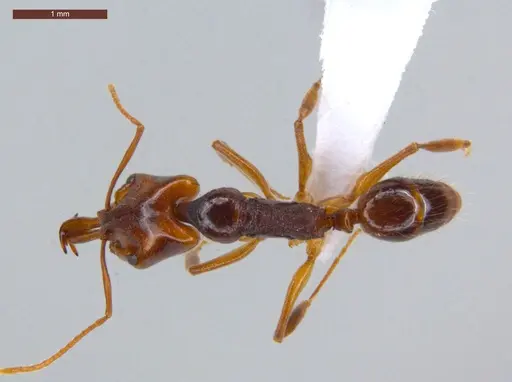 Anochetus targionii - ECOFOG-CSG15-0131-08