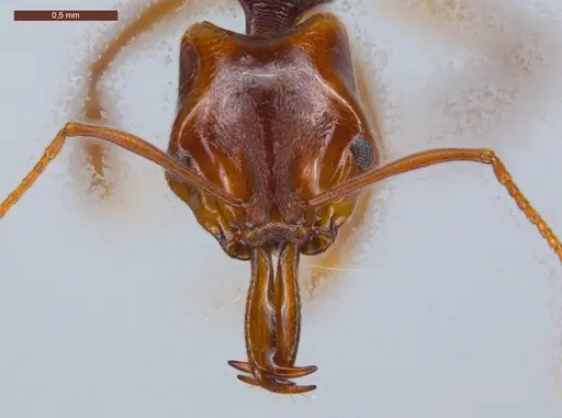 Anochetus targionii - ECOFOG-CSG15-0131-08