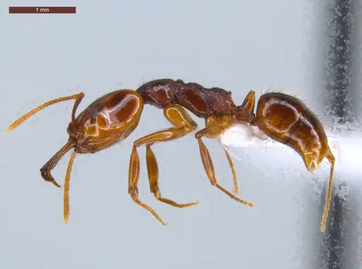 Anochetus targionii - ECOFOG-CSG15-0131-08