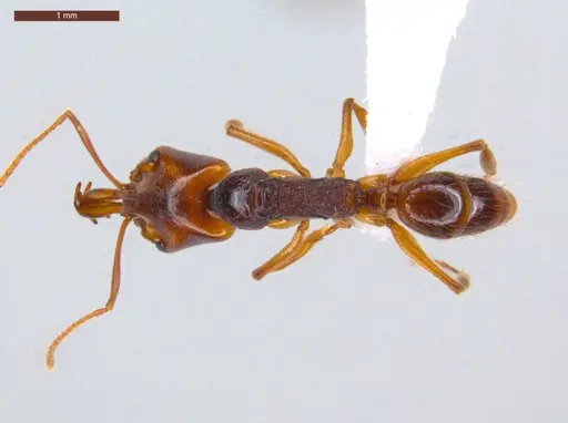 Anochetus targionii - ECOFOG-CSG15-0139-12