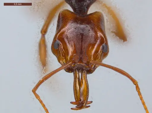 Anochetus targionii - ECOFOG-CSG15-0139-12