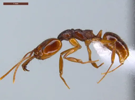 Anochetus targionii - ECOFOG-CSG15-0139-12