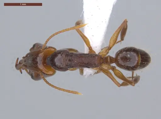 Anochetus targionii - ECOFOG-KW14-0038-21