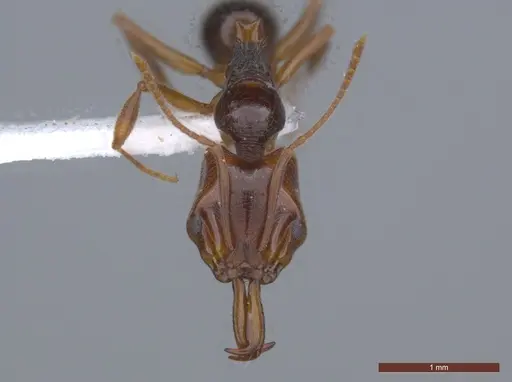 Anochetus targionii - ECOFOG-KW14-0038-21