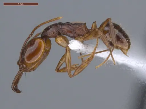 Anochetus targionii - ECOFOG-KW14-0038-21