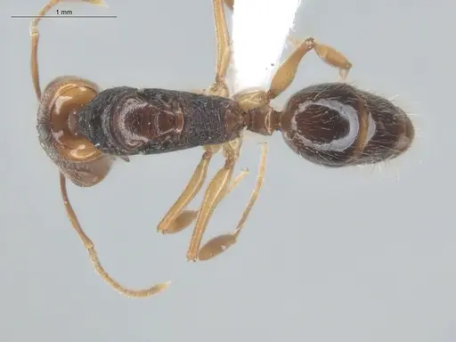 Anochetus targionii - ECOFOG-MI15-0343-77-Q