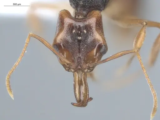 Anochetus targionii - ECOFOG-MI15-0343-77-Q