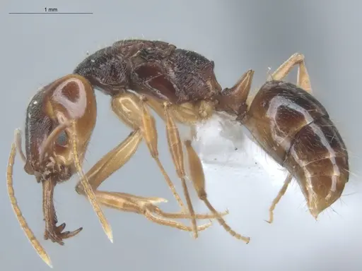 Anochetus targionii - ECOFOG-MI15-0343-77-Q