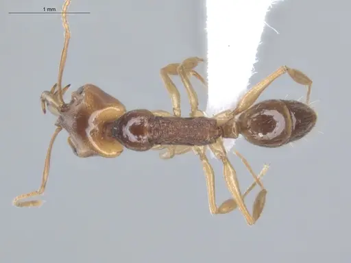 Anochetus targionii - ECOFOG-MI15-0343-77