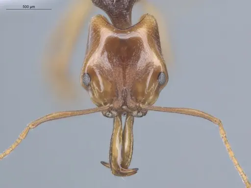 Anochetus targionii - ECOFOG-MI15-0343-77