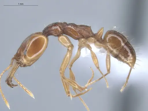 Anochetus targionii - ECOFOG-MI15-0343-77