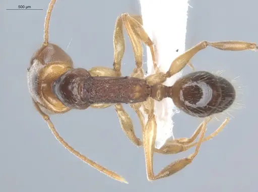 Anochetus targionii - ECOFOG-SL13-1314-20