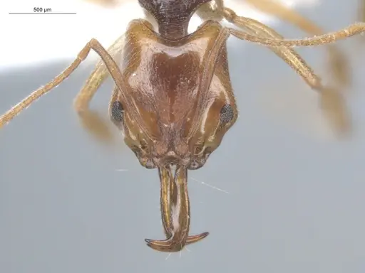 Anochetus targionii - ECOFOG-SL13-1314-20