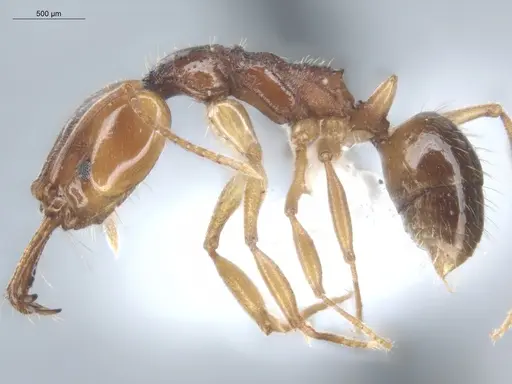 Anochetus targionii - ECOFOG-SL13-1314-20