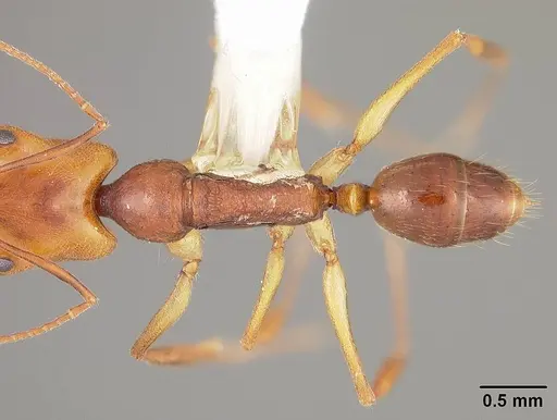 Anochetus targionii - USNMENT00441939