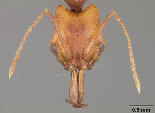 Anochetus targionii - USNMENT00441939