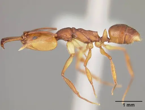 Anochetus targionii - USNMENT00441939