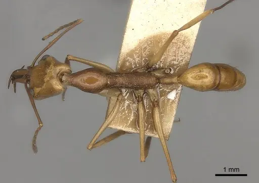 Anochetus testaceus specimen