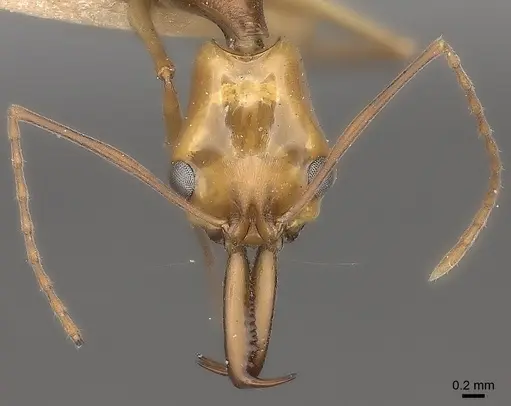 Anochetus testaceus specimen