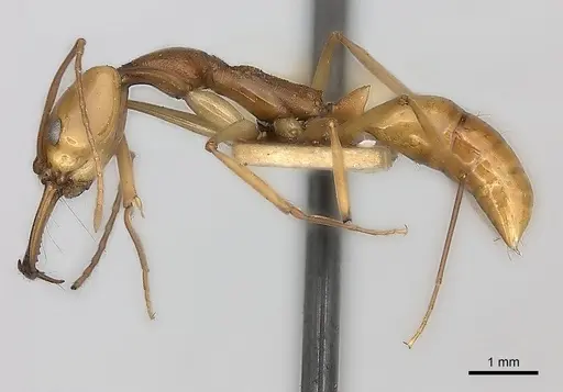 Anochetus testaceus specimen