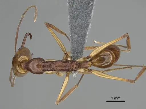 Anochetus testaceus - CASENT0729165